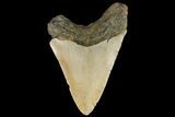 Fossil Megalodon Tooth - North Carolina #109801-1